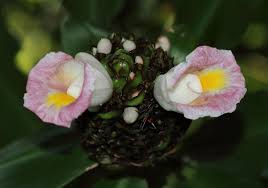 Image result for Costus afer