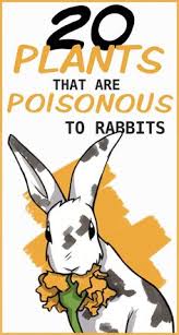 Take with water as antacid to avoid heartburn and heartburn. 350 Healthy Rabbit Diet And Food Ideas In 2021 Rabbit Diet Rabbit Rabbit Care