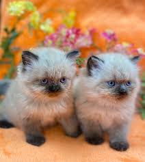 Himalayan kittens have become increasingly popular over the years. Khloe S Kittens Persian Kittens For Sale Himalayan Kittens For Sale Exotic Shorthair Kittens For Sale Exotic Longhair Kittens For Sale