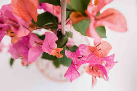 After your bougainvillea has finished blooming in late winter, cut it back, making your cuts at joints or bud nodes. Bougainvillea Indoor Plant Care Growing Guide