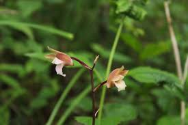 Image result for Eulophia sp. nov.