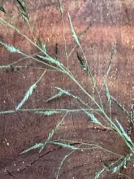 Image result for Eragrostis tenuifolia
