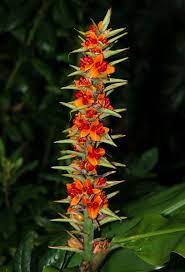 Pin On Garden Plants Greenhouses Conservatories Botanical Gardens Botanical Parks And Preserves