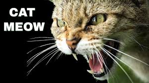 It really all depends on you. Cat Meowing Sound Effects Meow For 10 Minutes Youtube