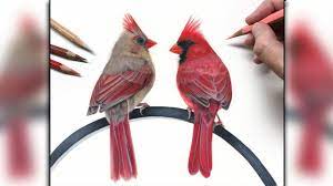 Native americans have their unique beliefs, but this bird remains important. Drawing Northern Cardinals Timelapse Speed Drawing Drawing Birds Youtube