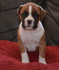 Boxer Puppies For Sale Moreno Valley Ca 81708