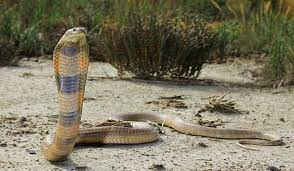 How Many Types Of Cobras Are There Which Species Are Most Venomous Cobra Snake Snake Venom Poisonous Snakes