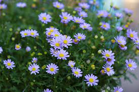 Bees are attracted to colorful, fragrant flowers. Top Ten Flowers To Plant In Your Garden To Attract Native Australian Bees 1 Million Women