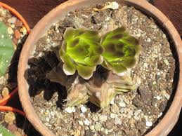 Image result for Monothecium glandulosum