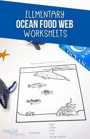 Ocean Food Web Worksheets Ocean Food Web Food Web Food Web Worksheet