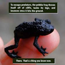 39 Freaky Animal Facts That Are Probably New To You Fun Facts About Animals Funny Animal Facts Weird Animal Facts