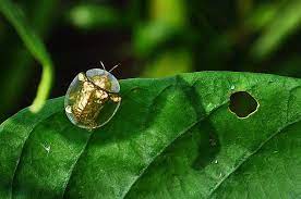 Check spelling or type a new query. Golden Tortoise Beetles Nature S Residing Jewels Paul Darko