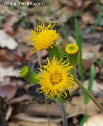 Image result for Gynura pseudochina