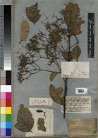 Image result for Usteria guineensis