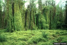 Image result for Lygodium microphyllum