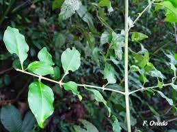 Image result for Pisonia aculeata