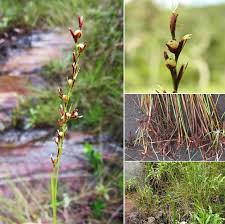 Image result for Scleria