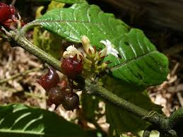 Image result for Pauridiantha paucinervis
