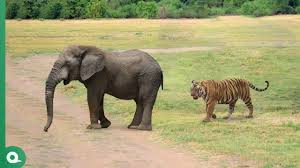 Tiger Attacked Elephant ...