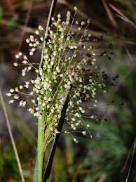 Image result for Panicum brazzavillense