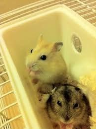 The syrian hamster is the hamster that most people associate with the word hamster. Pin On Life Is Hard