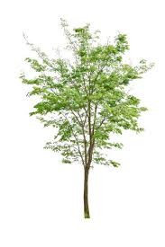 Image result for Pterocarpus