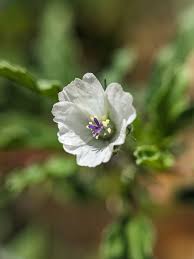 Image result for Monsonia angustifolia