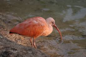 Most observations are about nest with eggs, some about. Bigi Pan Alle Tips Reviews En Reizen Vind Je Op Zuidamerika Nl