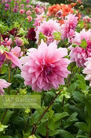 Truly incredible, dahlias are the ultimate showstopper in the garden. Dahlia Otto S Thrill Stock Photo By Visions Image 0968122