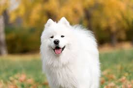There is no dog breed, purebred or mixed, that will not shed its hair. 10 Large Breed Dogs That Don T Shed