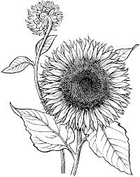 Realistic Sunflower Coloring Page Educative Printable Sunflower Coloring Pages Sunflower Drawing Sunflower Colors