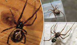 Both these and the band at the front of the abdomen can be white. How To Spot False Widow Spiders What To Do If The False Widow Spider Bites You Advice Nature News Express Co Uk