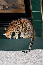 Bengal Bengal Kitten Bengal Cat Bengal Cat For Sale