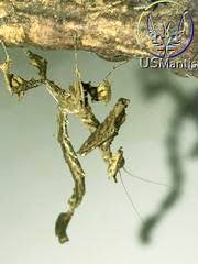 Image result for Heteromorpha stenophylla