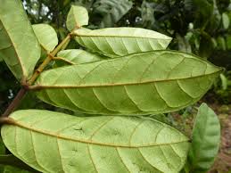 Image result for Isonema