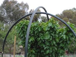 Check spelling or type a new query. Scarecrow S Garden Cherry Tree Net Frame