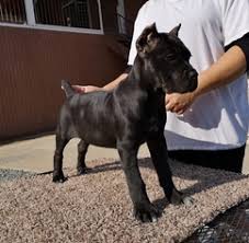 Cane corso puppies for sale | atlanta, ga #292651. View Ad Cane Corso Puppy For Sale Near California Poplar Usa Adn 107588