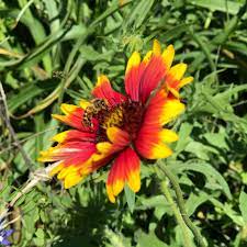 Texas Hill Country Wildflower Identification Guide