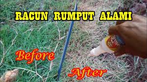 Cara menangani gulma rumput bermudagcu media. Uji Coba 3 Pembasmi Rumput Ampuh By Zona Nyanar