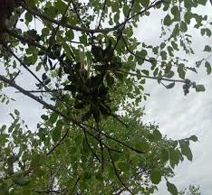 Image result for Erianthemum dregei