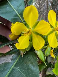 Image result for Ochna arborea