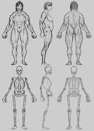 Here presented 53+ torso anatomy drawing images for free to download, print or share. News Today Female Torso Muscle Anatomy Drawing 2 101 Female Muscle Anatomy Photos And Premium High Res Pictures Getty Images Muscle Anatomy Of The Neck