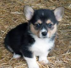 Find the perfect pembroke welsh corgi puppy for sale in virginia, va at puppyfind.com. Akc Welsh Corgi Puppies For Sale In Ellensburg Washington Animals Nstuff