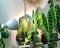 We did not find results for: Grow Lights As Recommended By House Plant Enthusiasts Green Rooms Market