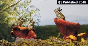 When heavy rain leads to water entering the tunnel, it. Frogs Are Disappearing What Does That Mean The New York Times