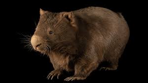 Image result for Common wombat