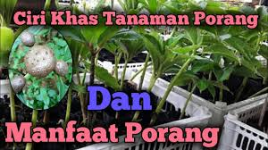 Ciri Khas Tanaman Porang Khasiat Dan Manfaat Porang Youtube