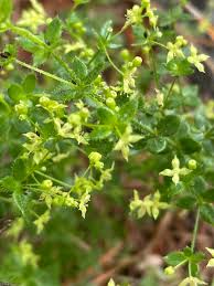Image result for Galium stenophyllum