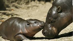 Jul 25, 2019 · 2. World S 20 Cutest Wild Creatures And Where To Find Them