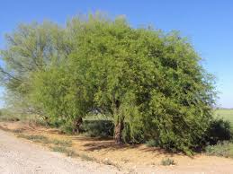 Image result for Prosopis juliflora